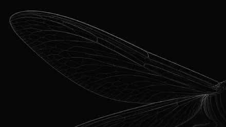Detailed monochrome study of a dragonfly wing